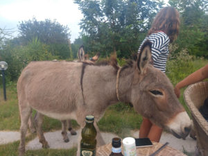 Hungrige Esel am Tisch